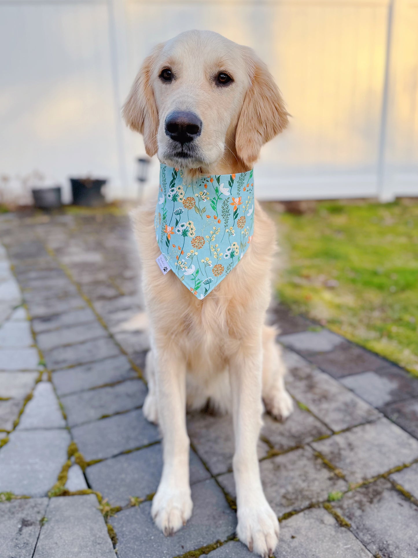 Lakeside Swans Bandana
