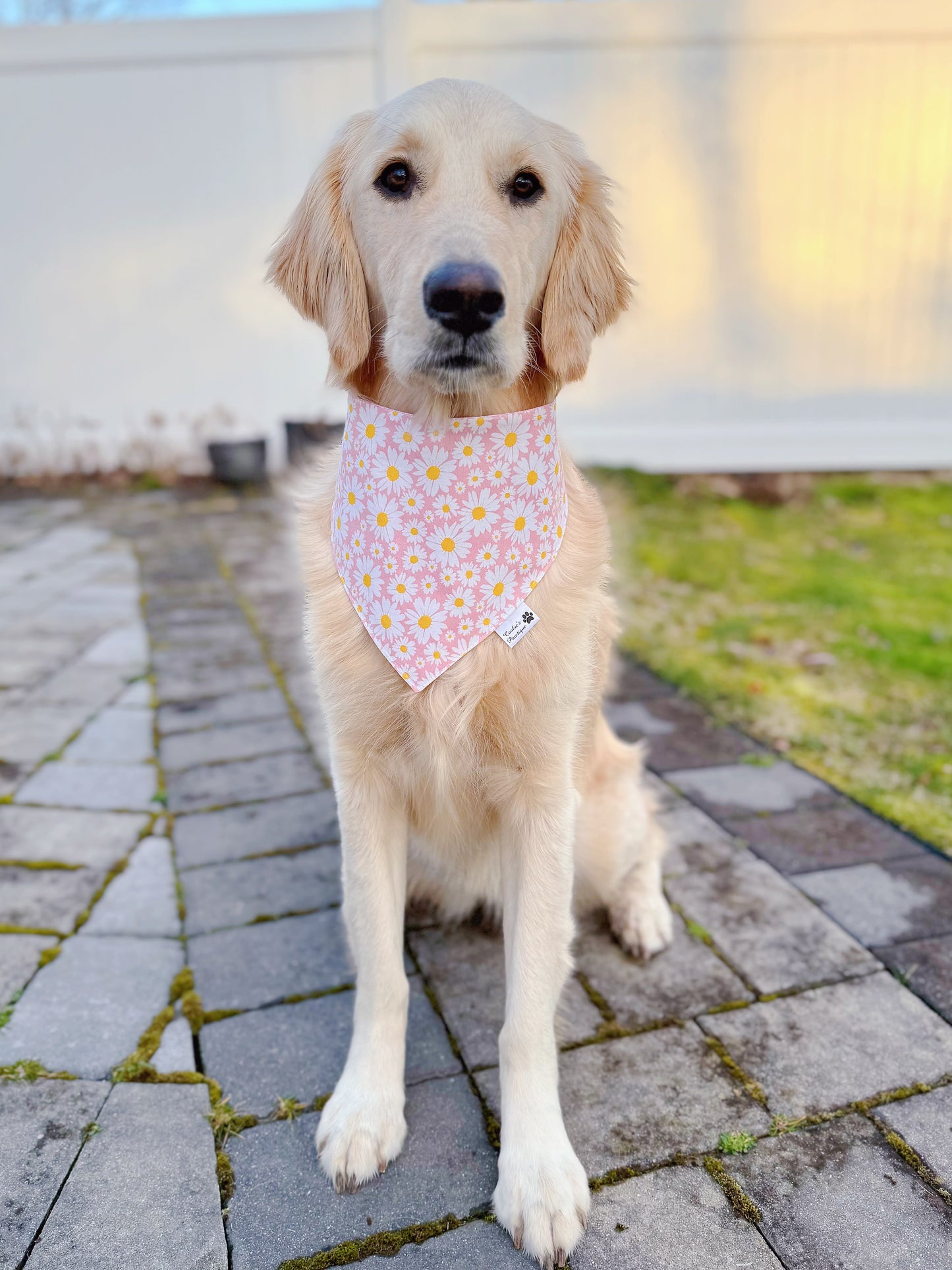 White Daisies On Pink Bandana