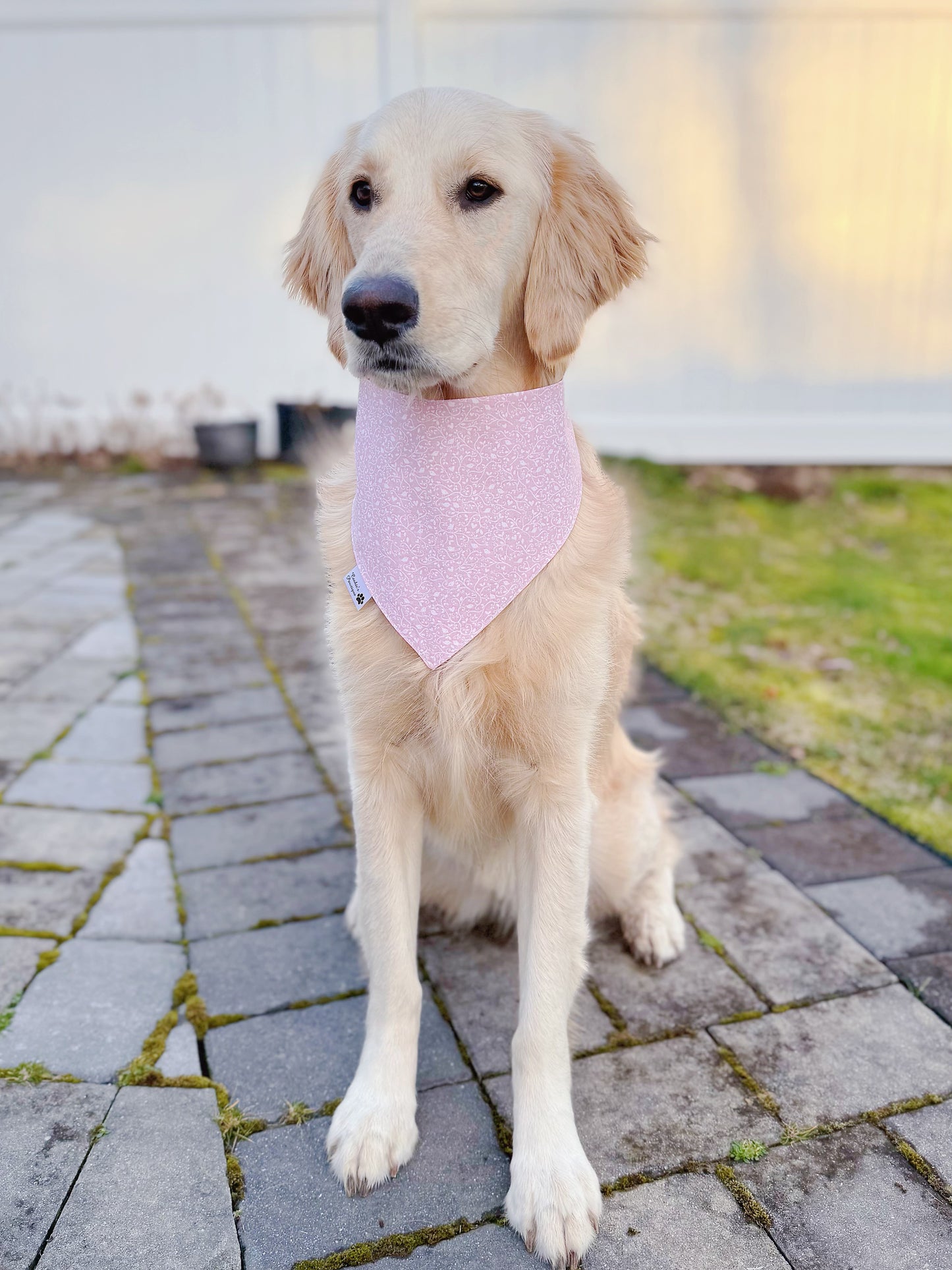 White Daisies On Pink Bandana