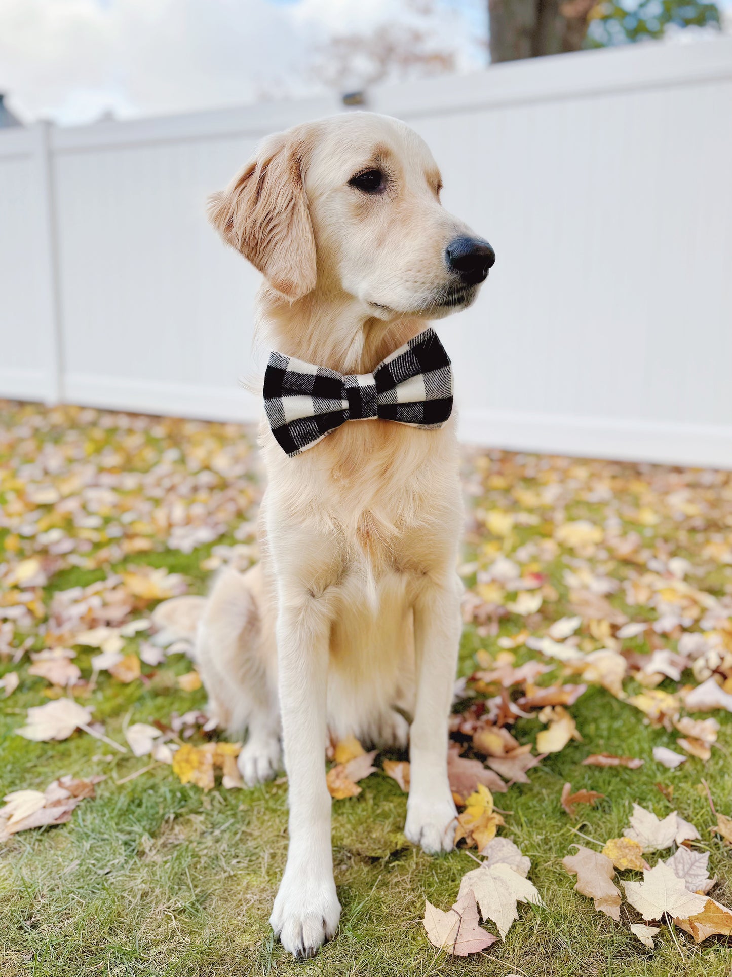 Black and White Buffalo Checks Bow
