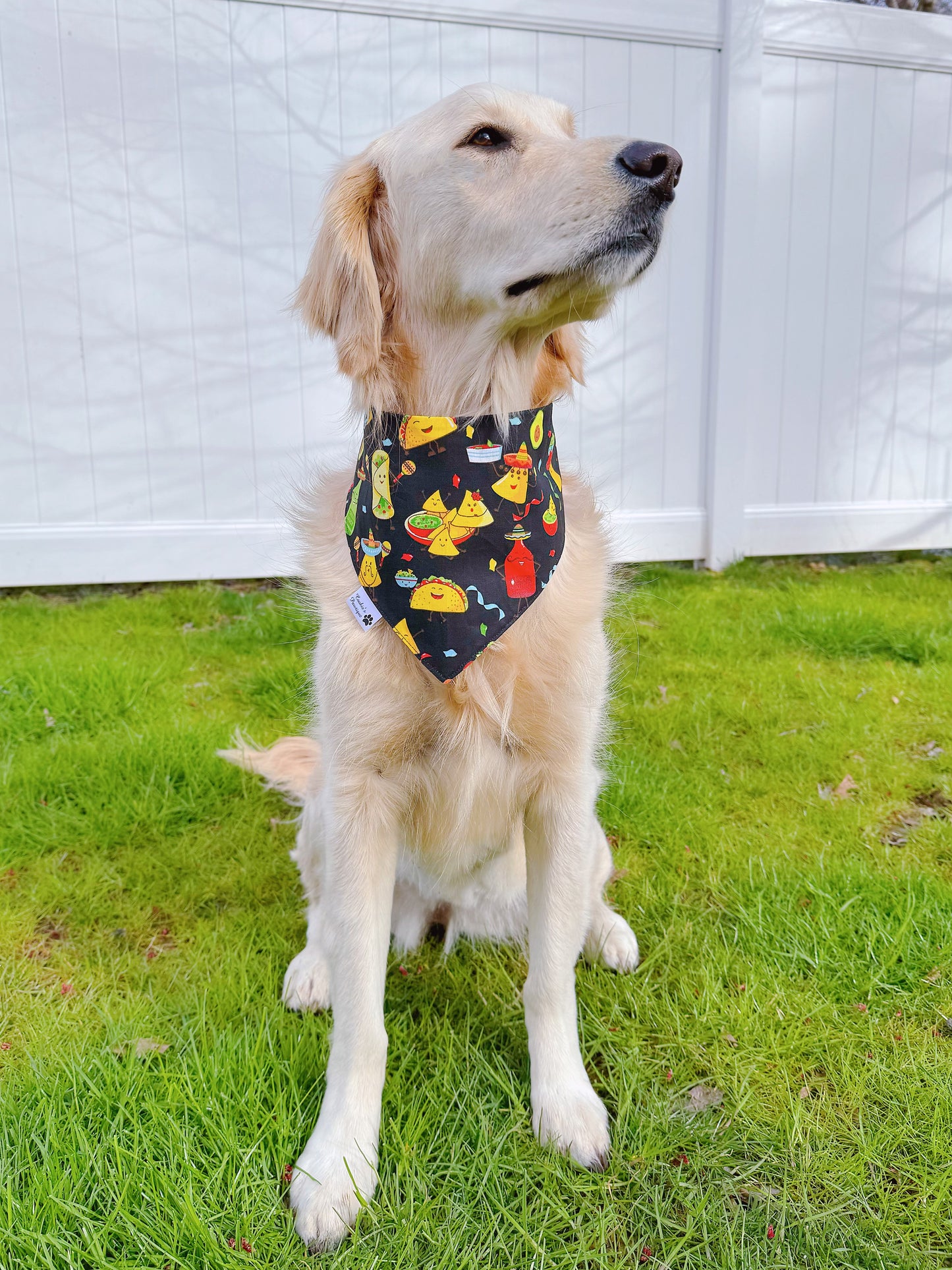 Taco Dinos And Party Time Bandana