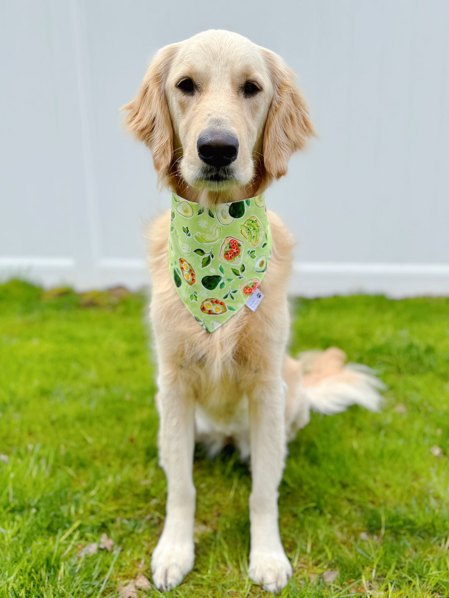 Avocado Toast Breakfast Bandana