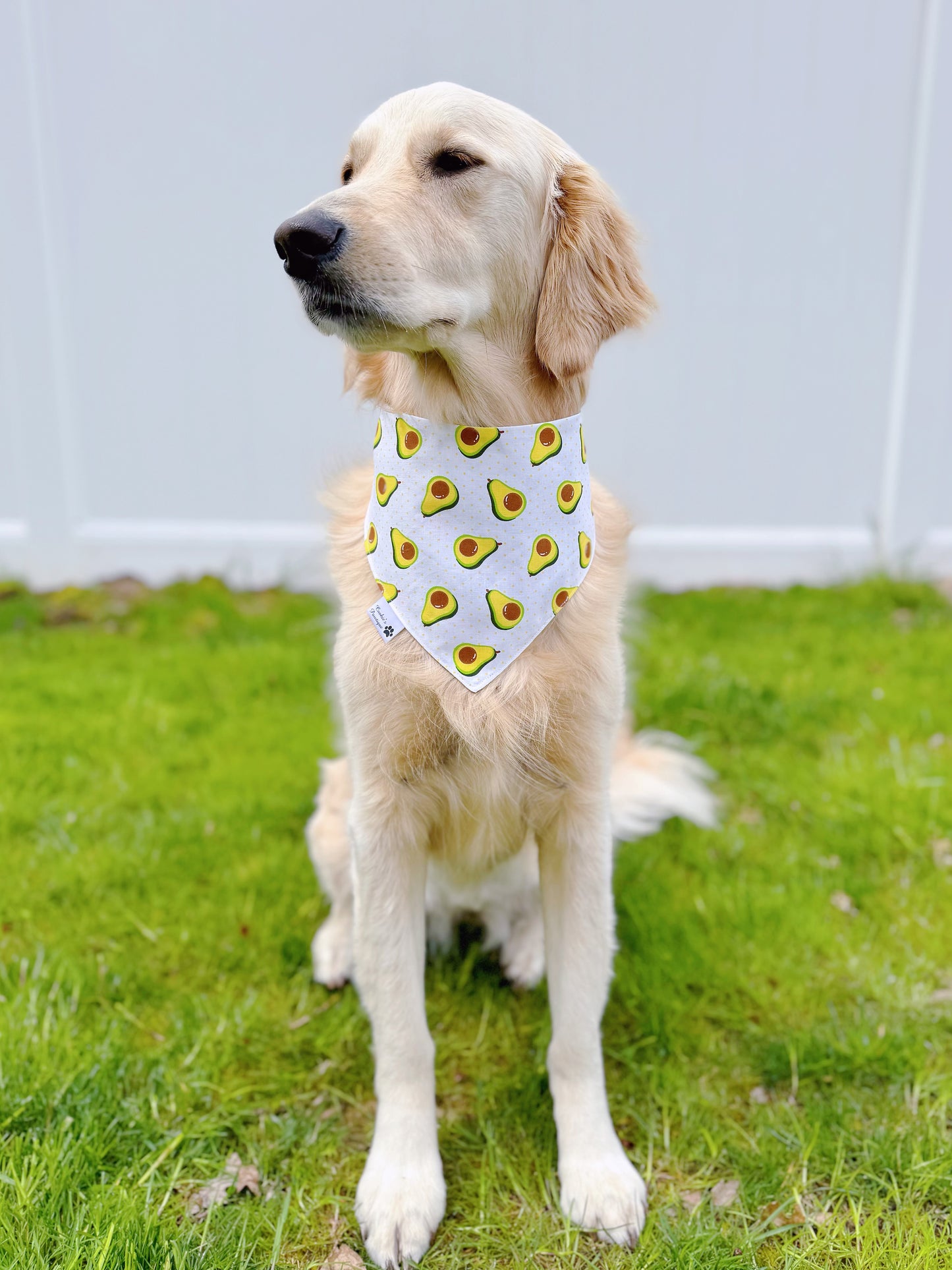 Avocado Toast Breakfast Bandana