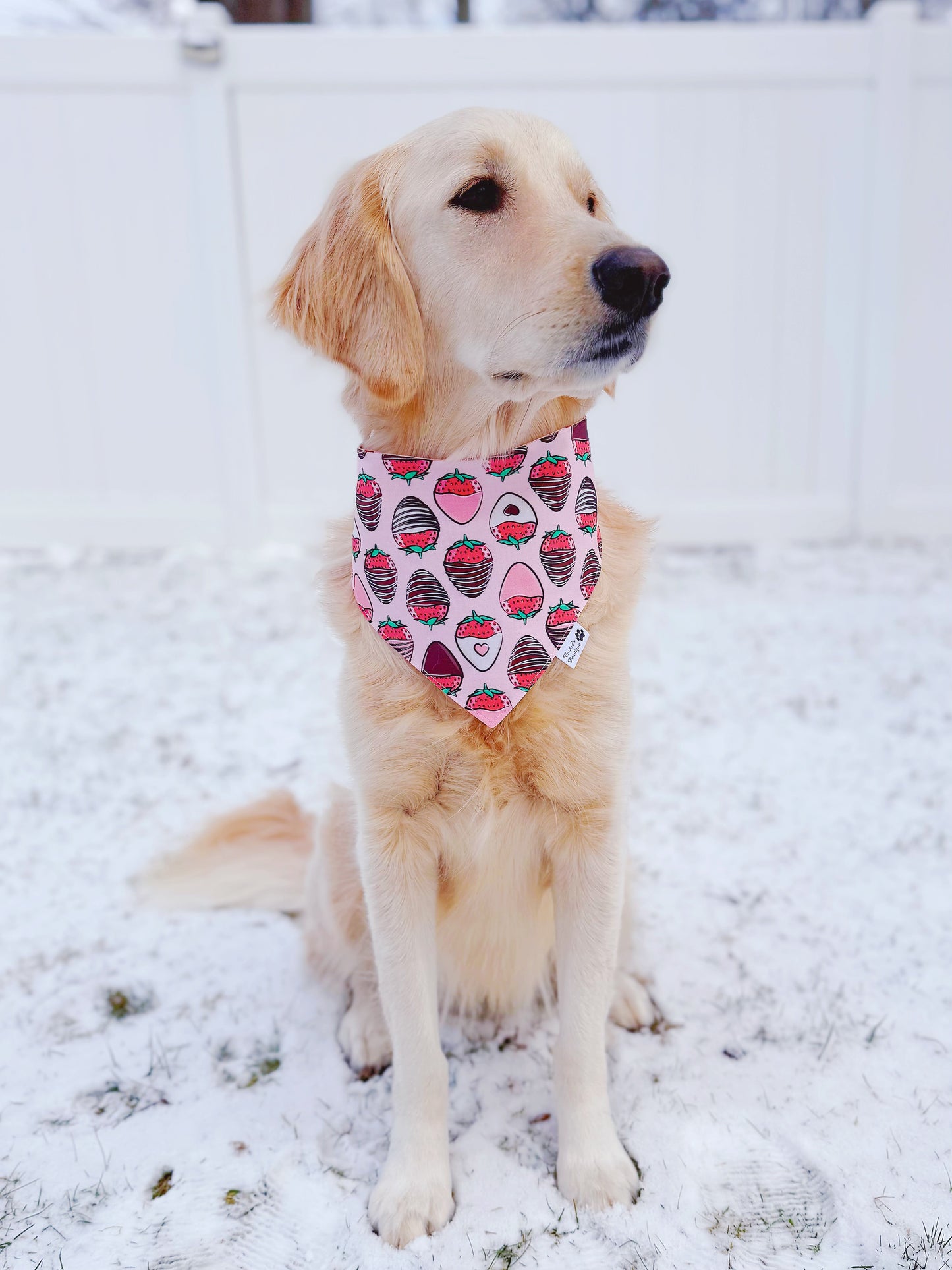 Chocolate Covered Strawberries Bandana