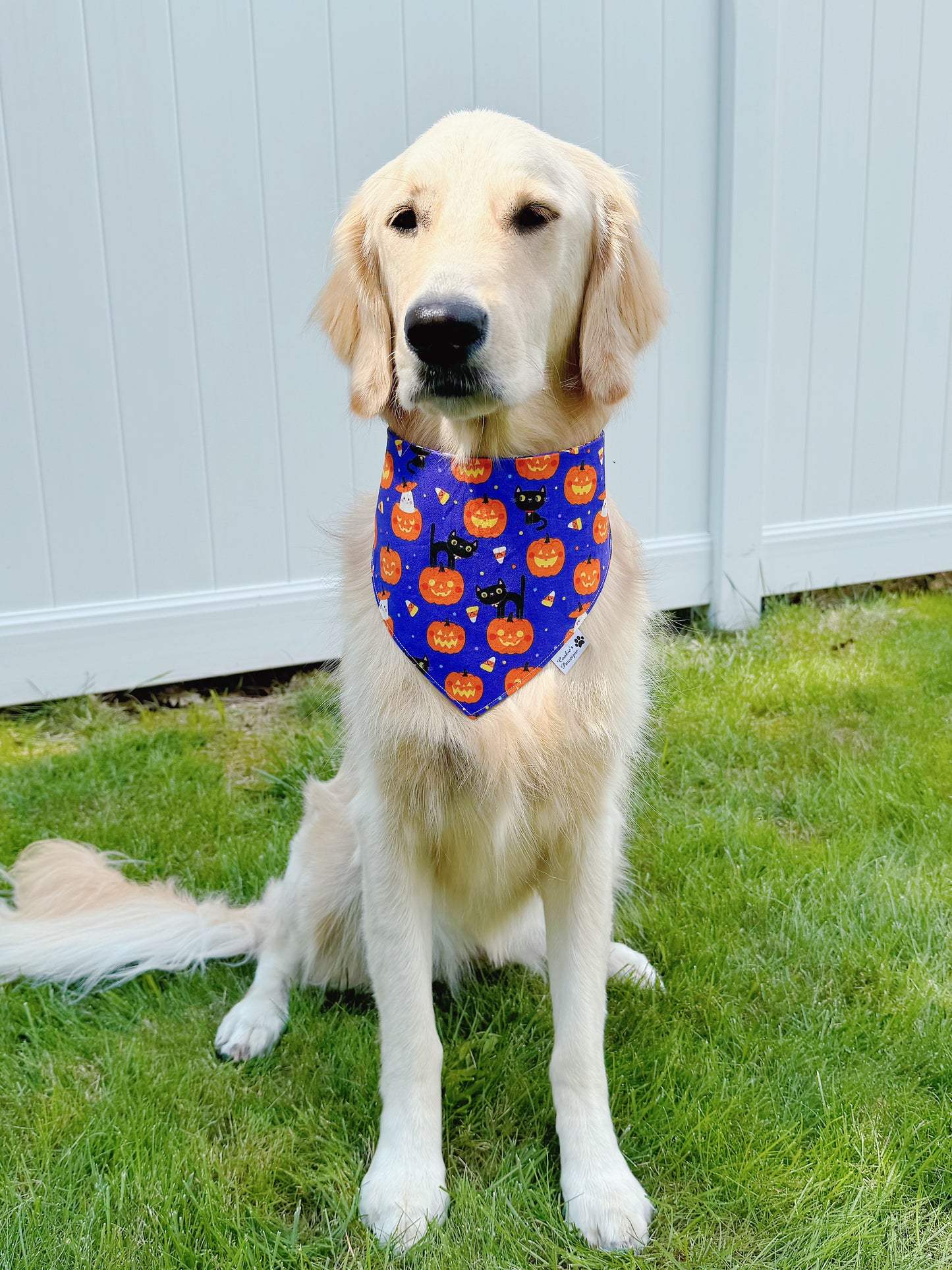 Halloween Cats Bandana