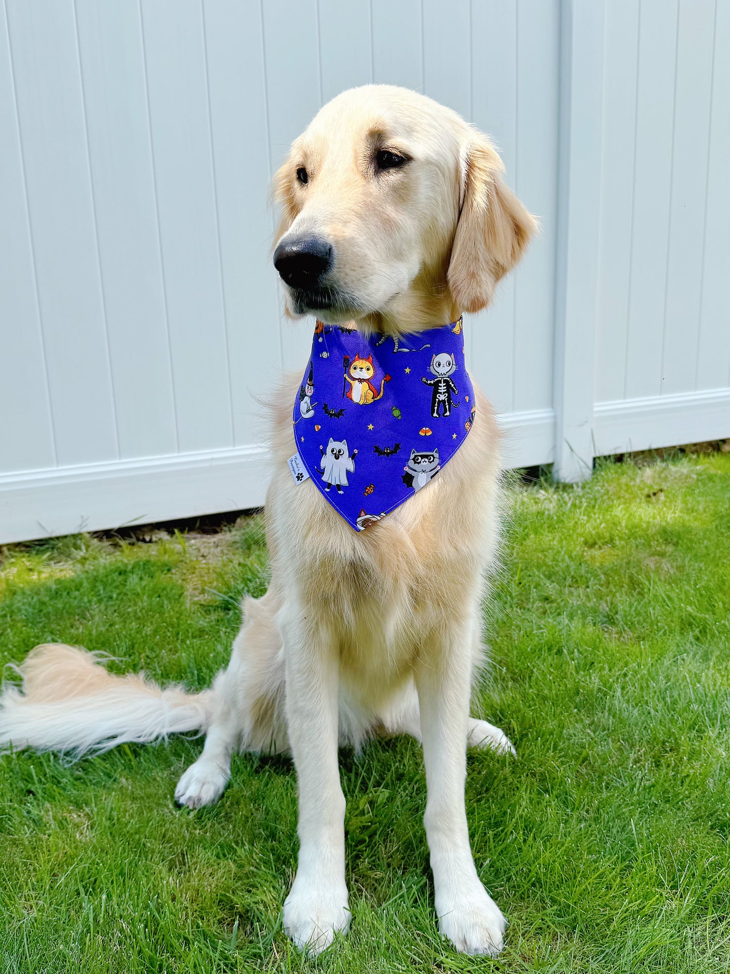Halloween Cats Bandana