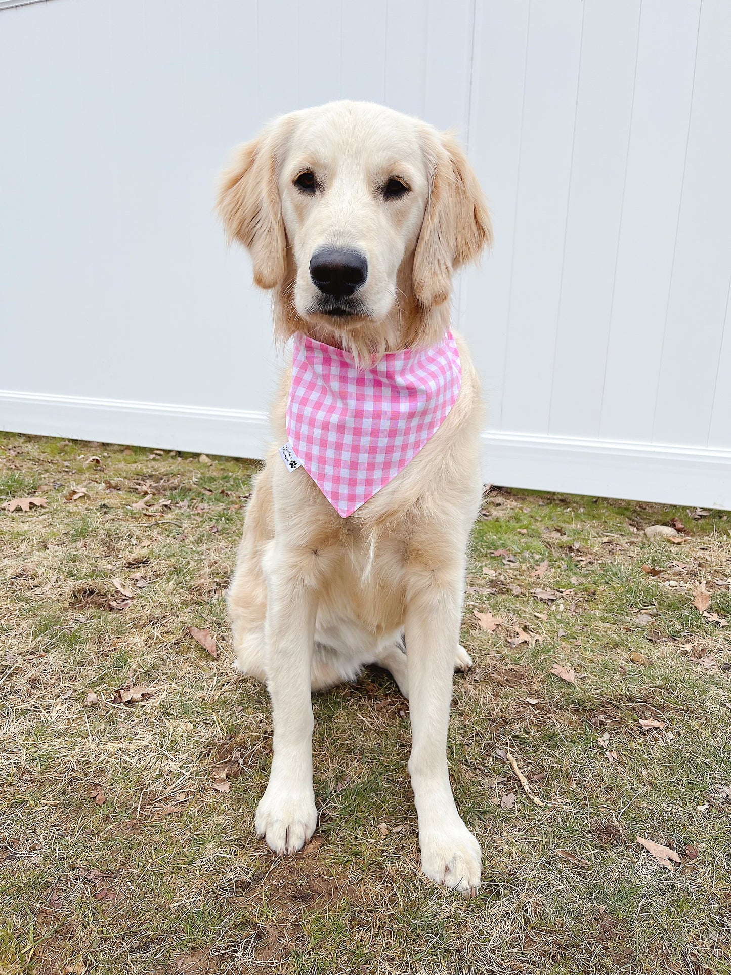 Little Dog Paw With Bone And Pink Plaid Bandana