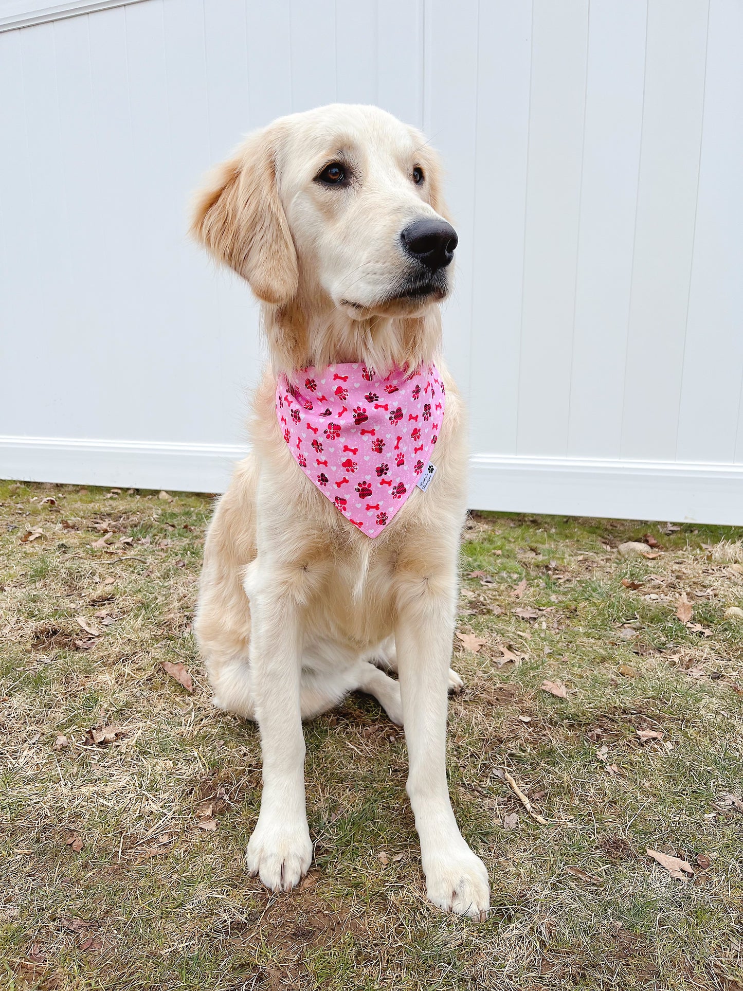 Little Dog Paw With Bone And Pink Plaid Bandana