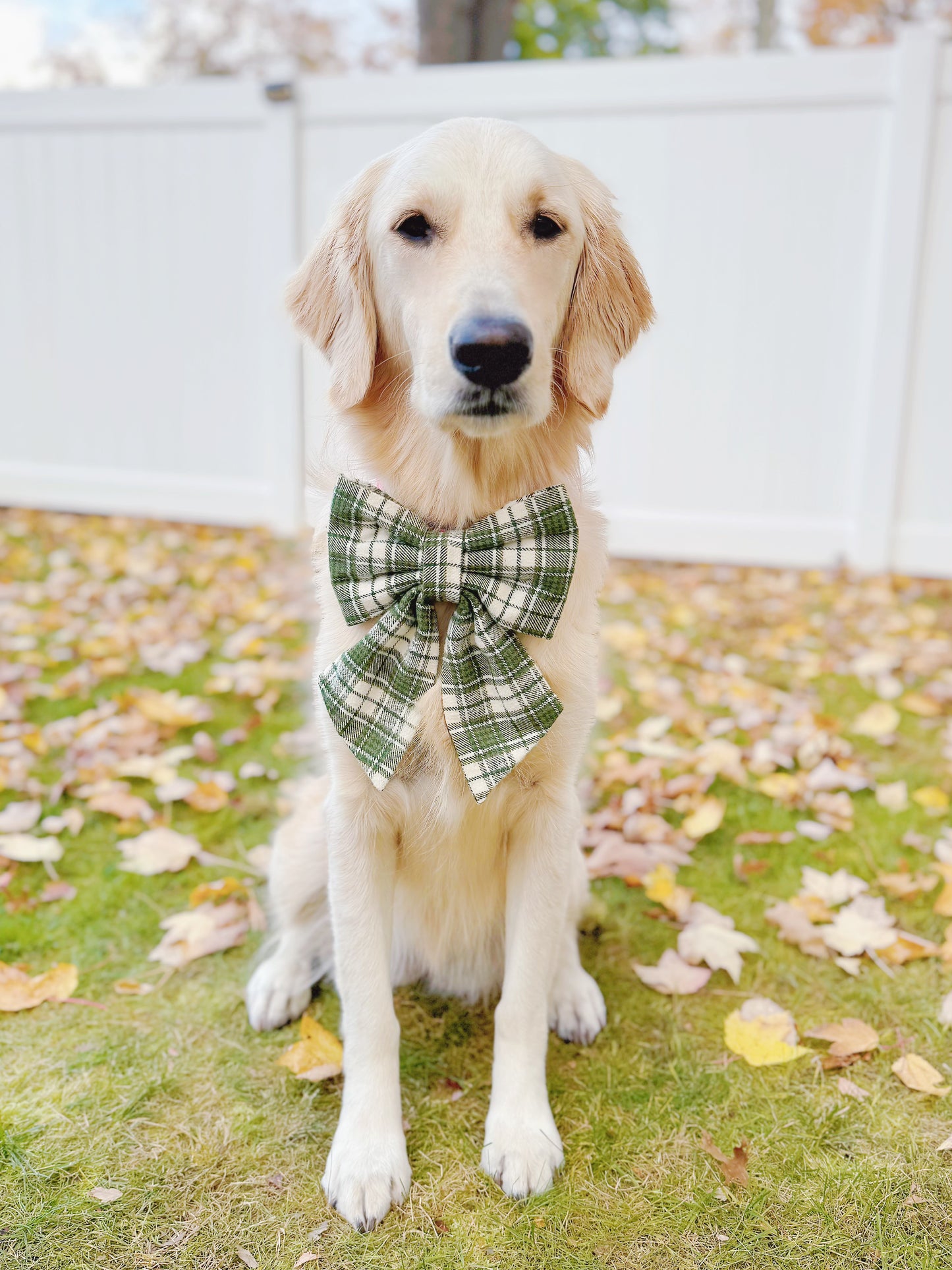 Olive White Plaid Bow