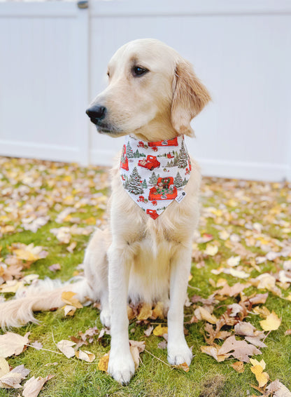 Christmas Pups and Lights Bandana