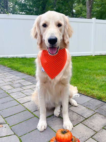 Cute Pumpkins Bandana