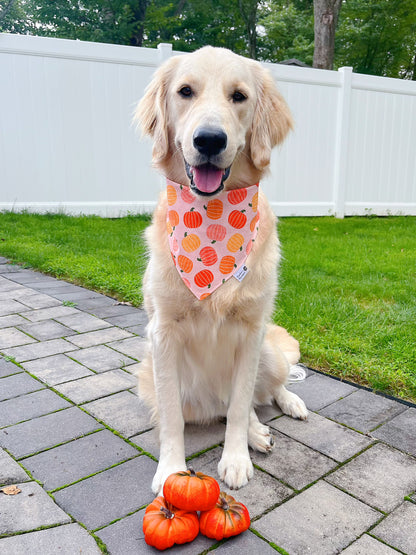 Cute Pumpkins Bandana