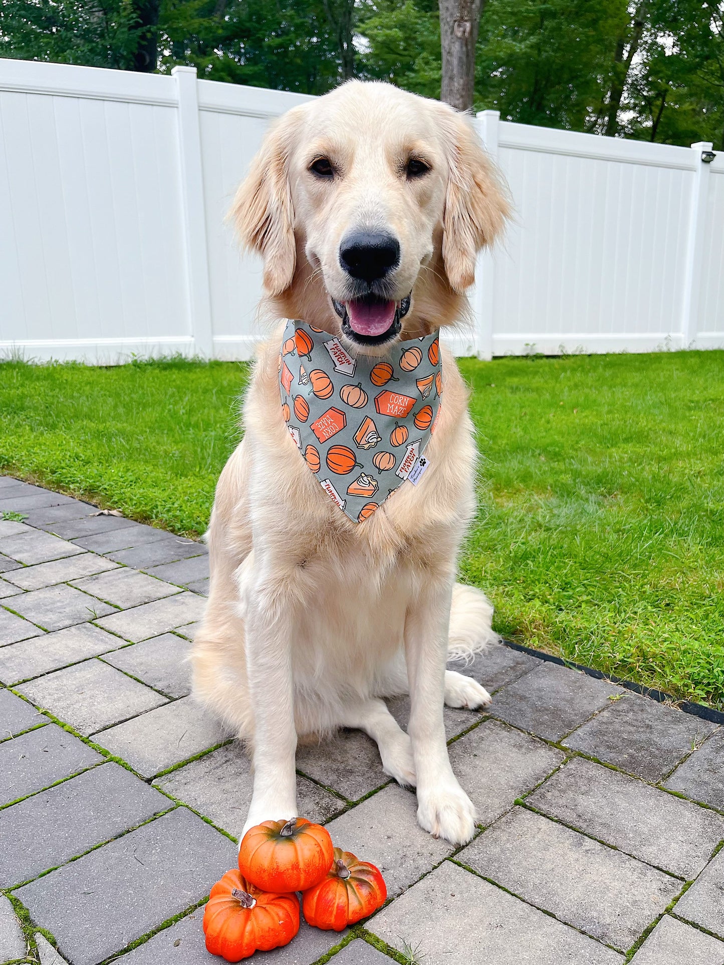 Pumpkin Patch And Corn Maze Bandana