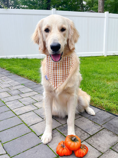 Pumpkin Spice Coffee Bandana