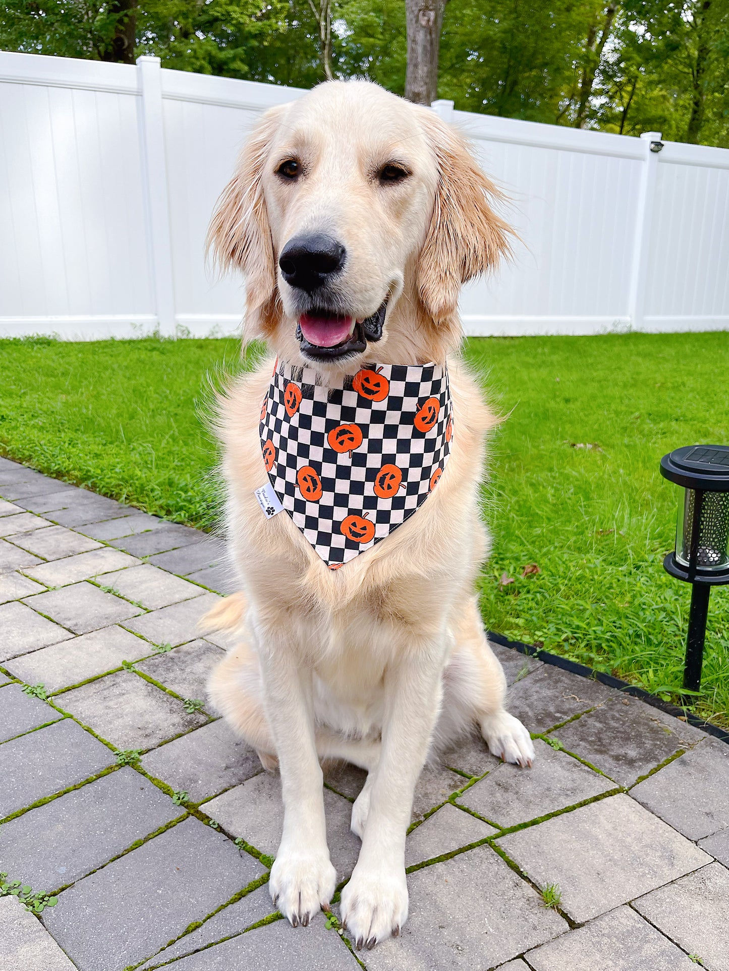 Doggo Treat And Checkerboard Pumpkins Bandana