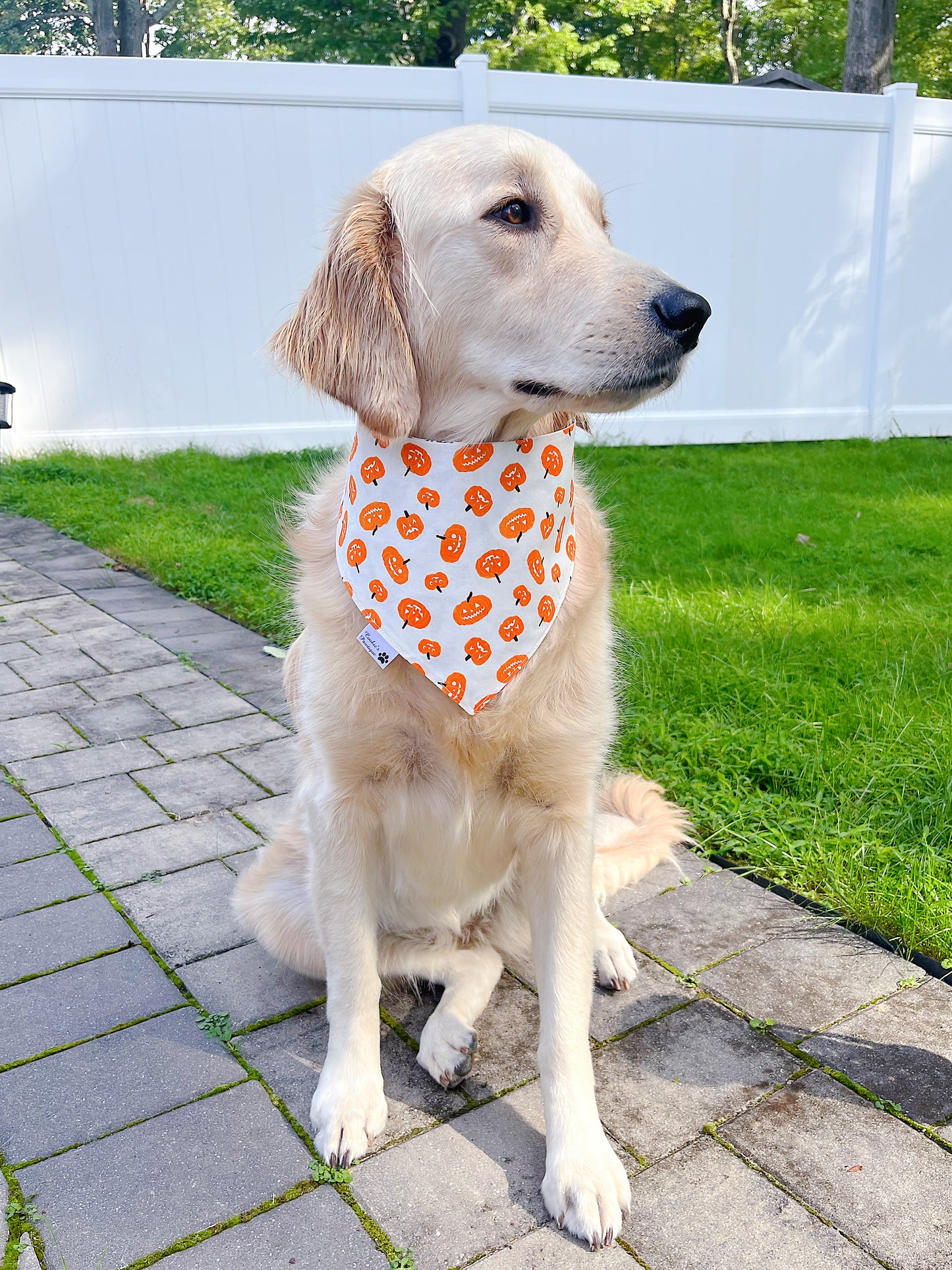 Groovy Witch Hat Bandana