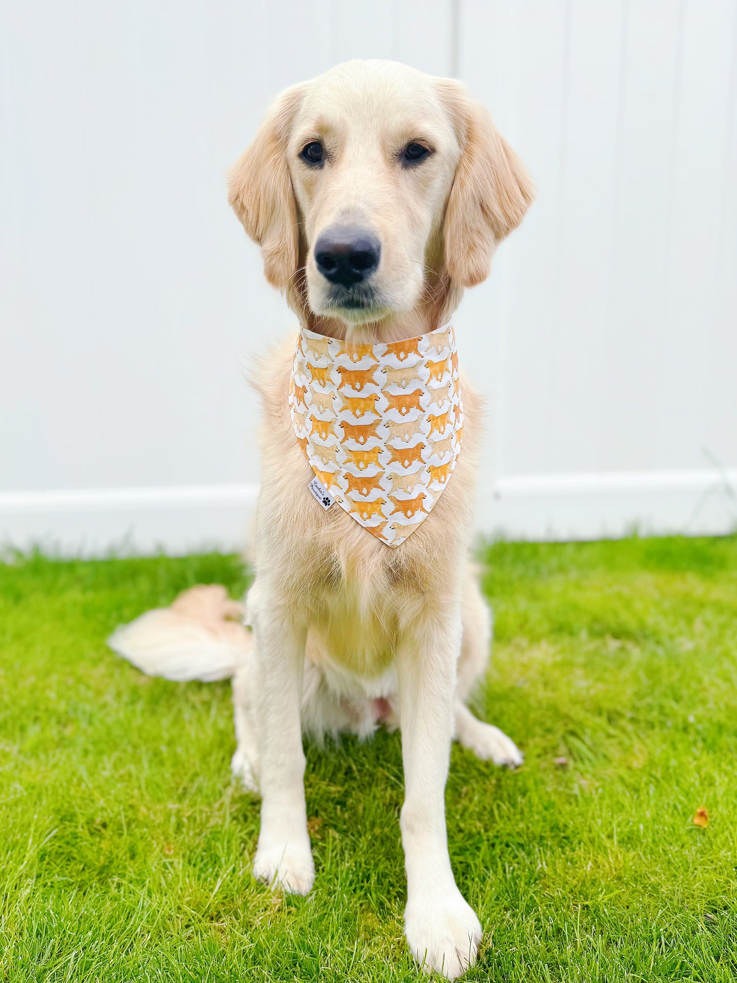 Golden Retriever Bandana