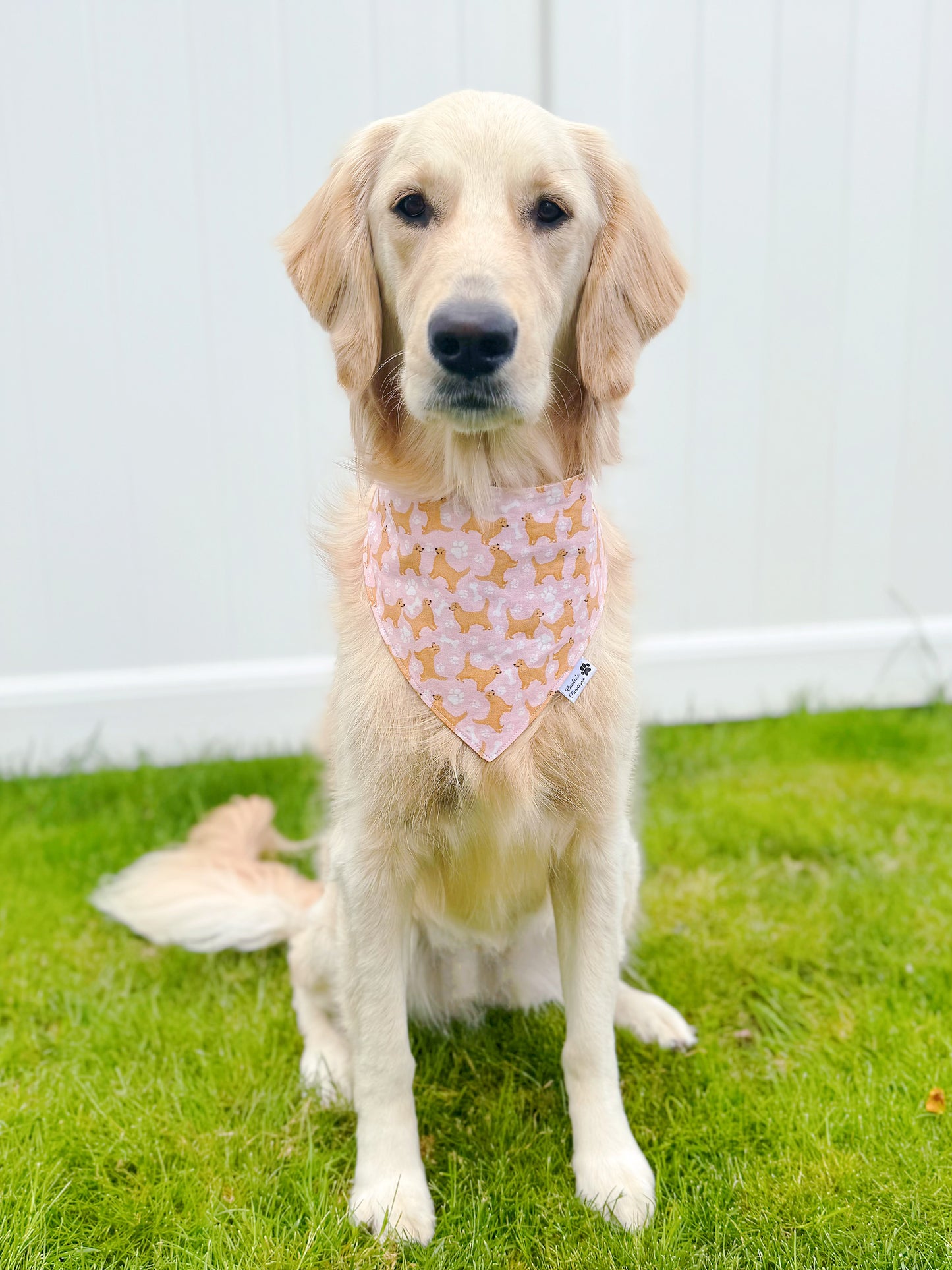 Golden Retriever Bandana