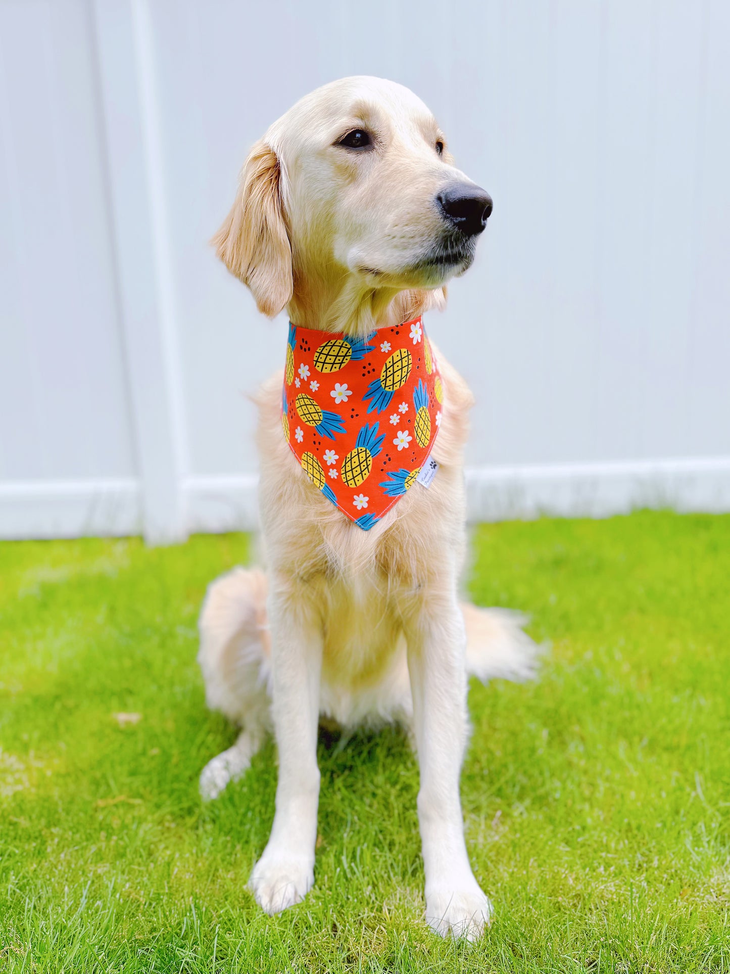 Pineapple Bandana