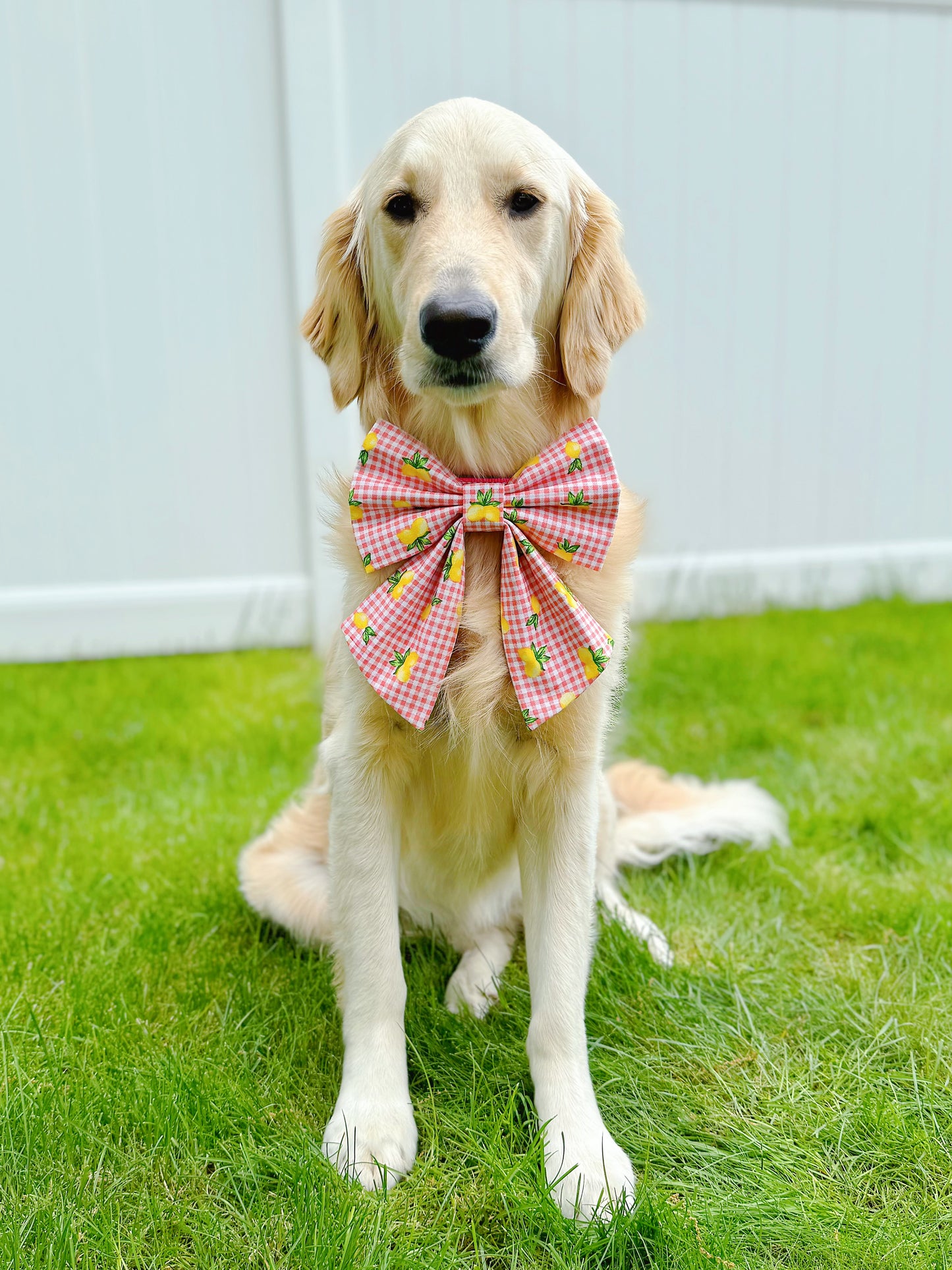 Lemon On Plaid Bow