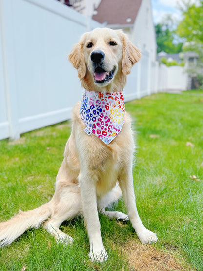 Rainbow Stripes Celebration And Cheetah Bandana