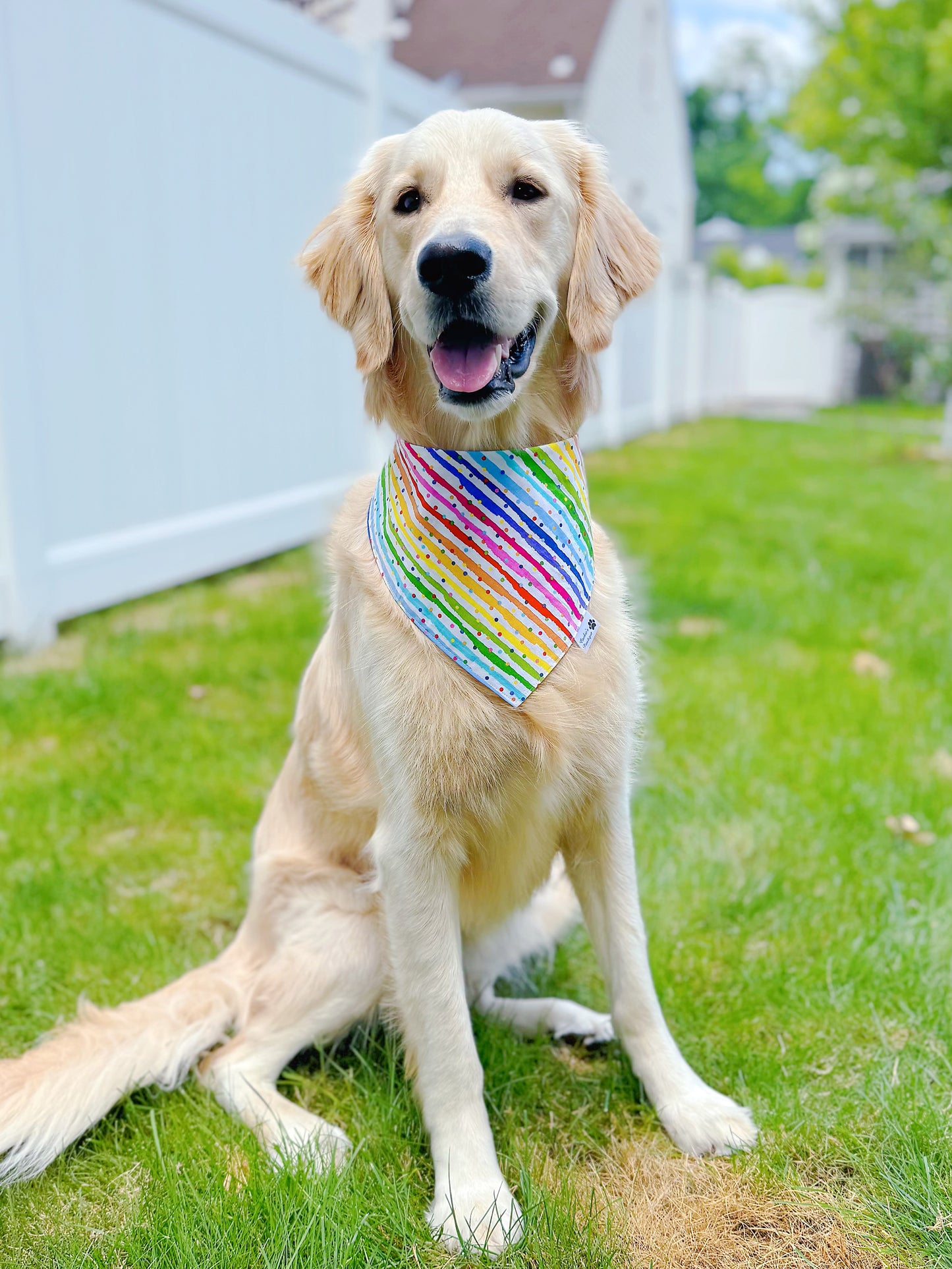 Rainbow Stripes Celebration And Cheetah Bandana