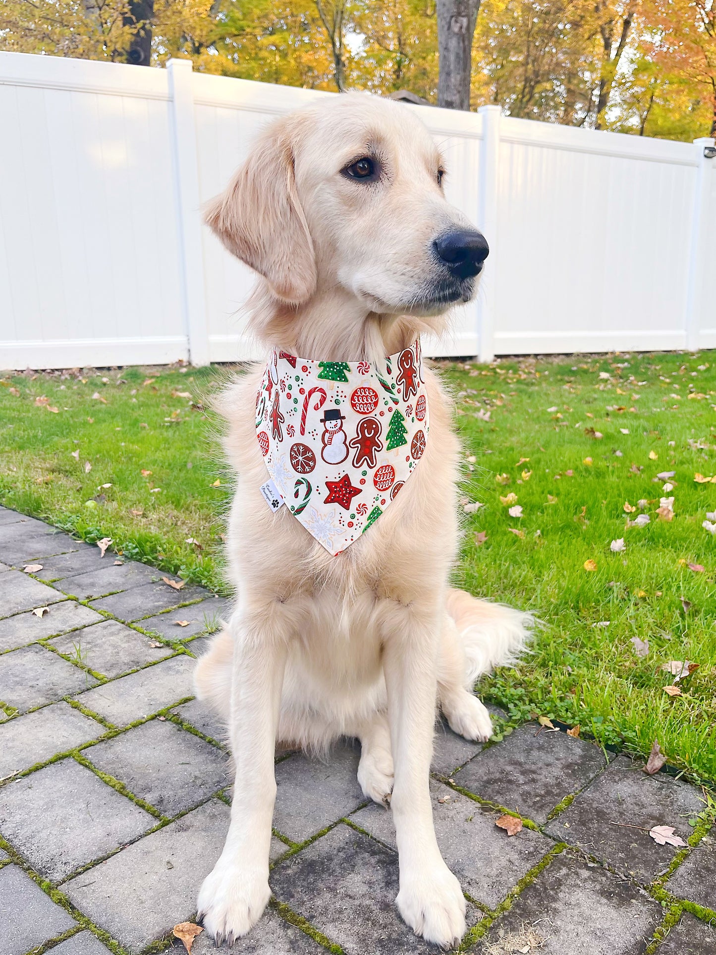 Official Cookie Taster Bandana