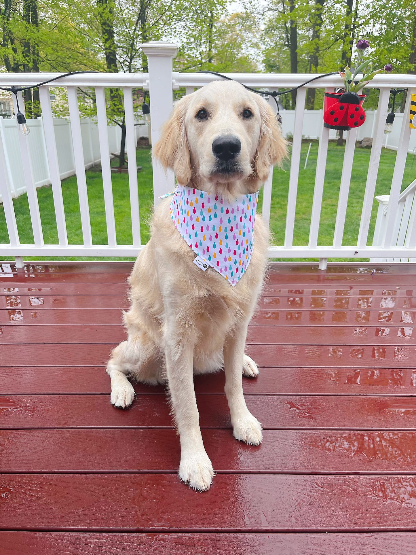 It Rains Cats And Dogs Bandana