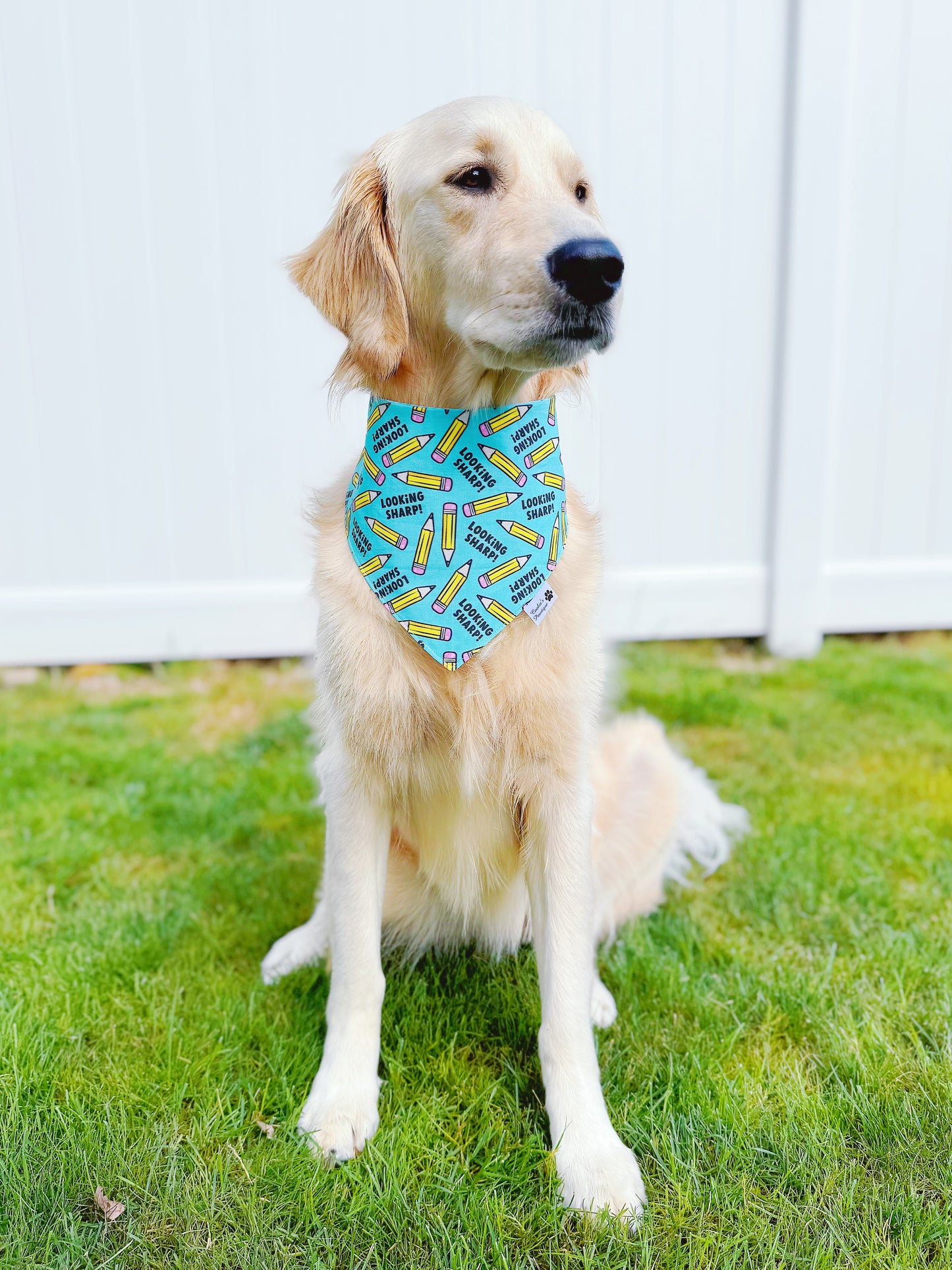 Looking Sharp Bandana