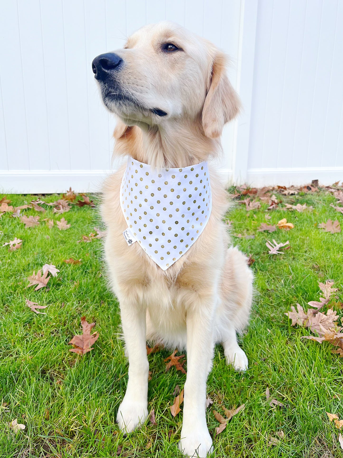 Champagne Toast Bandana