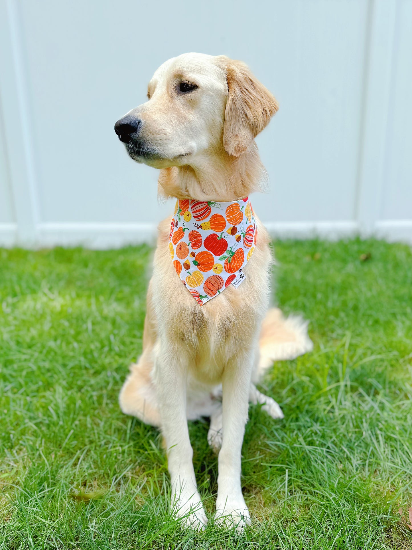 Fall Pumpkins And Blessings Bandana