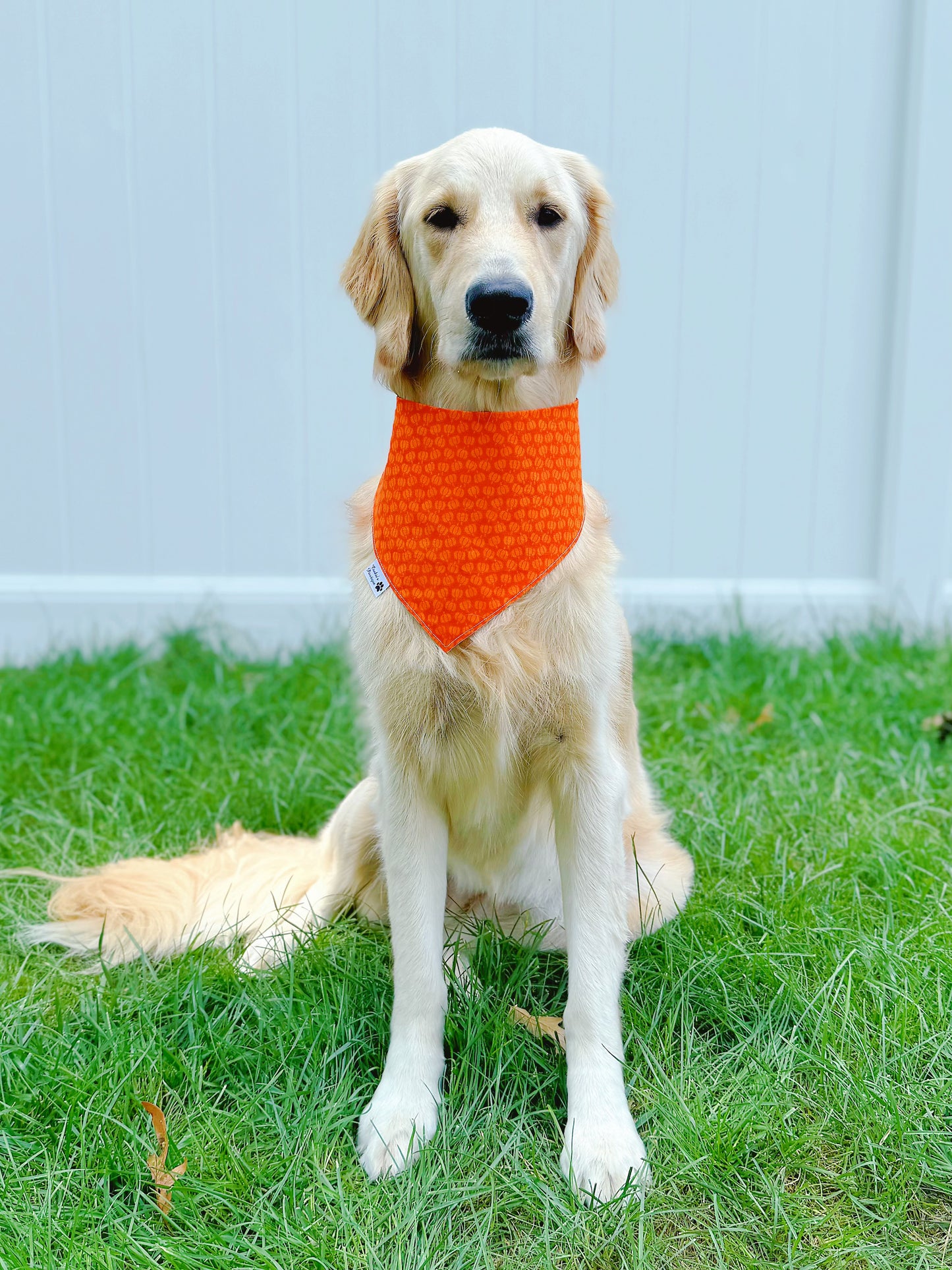 Pumpkin Cats Bandana