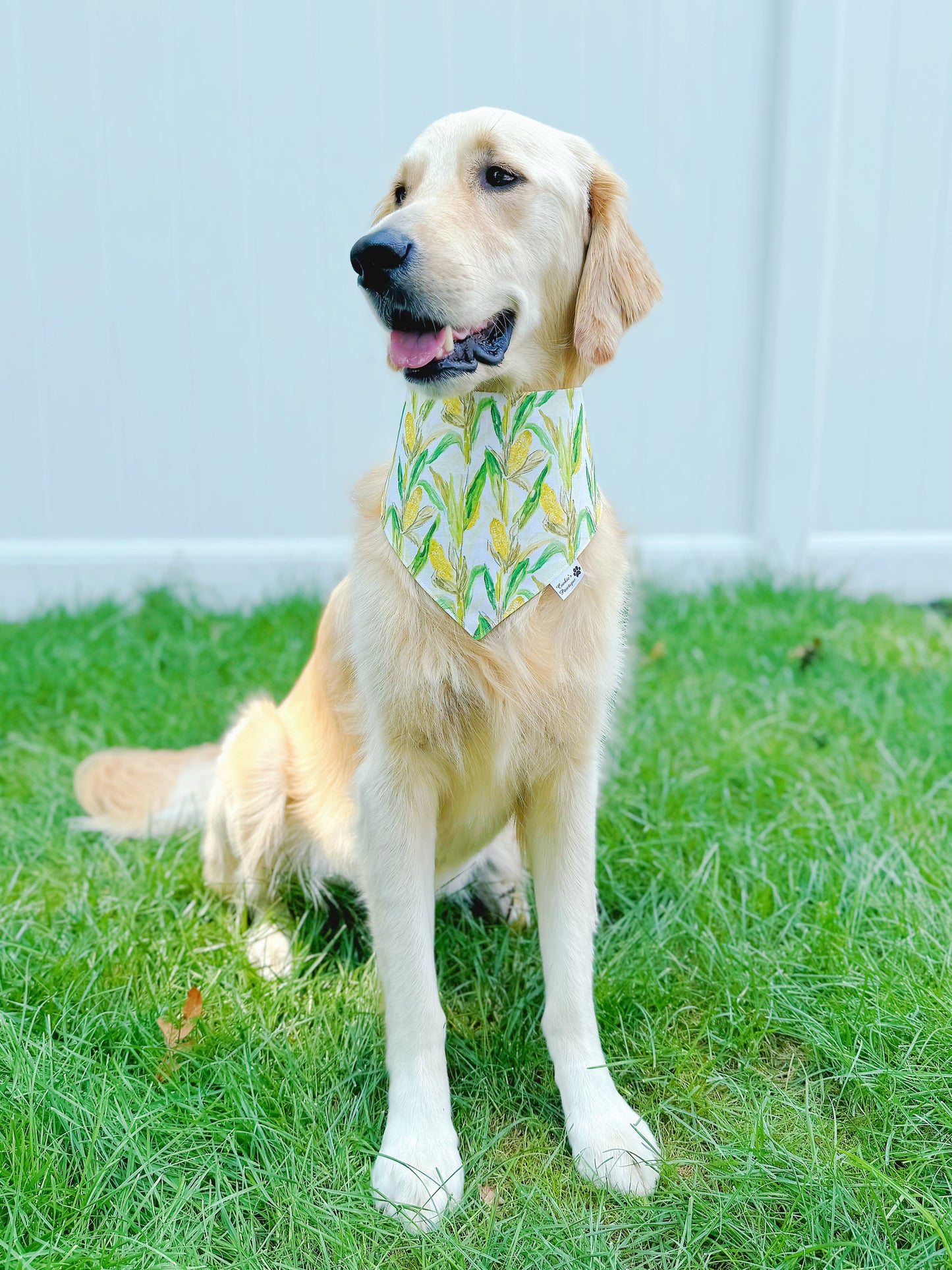 Corn Field Bandana