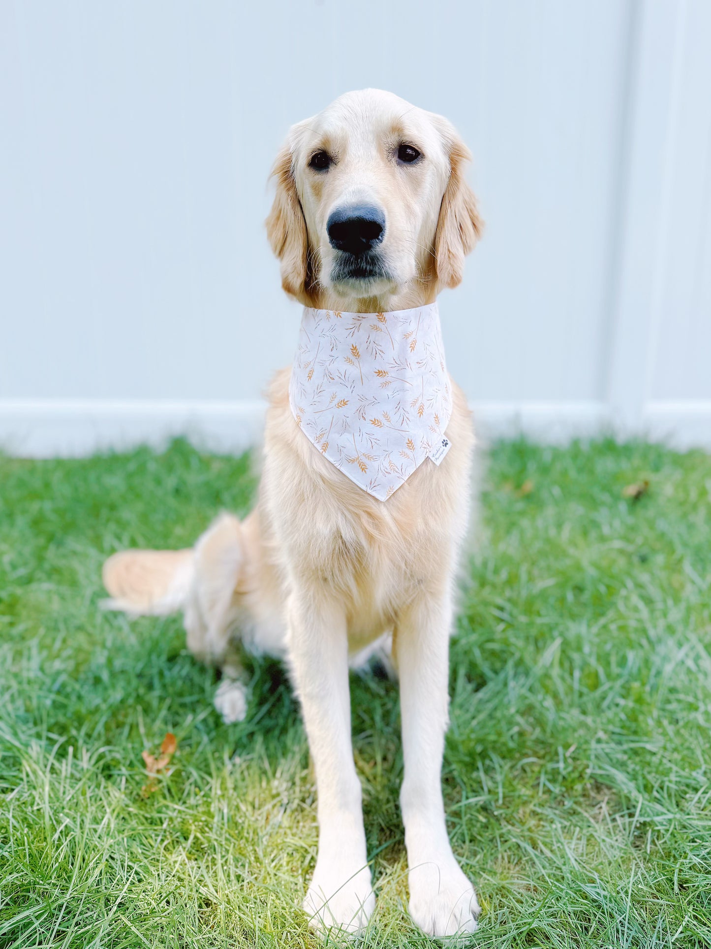 Harvest Wheat And Plaid Bandana