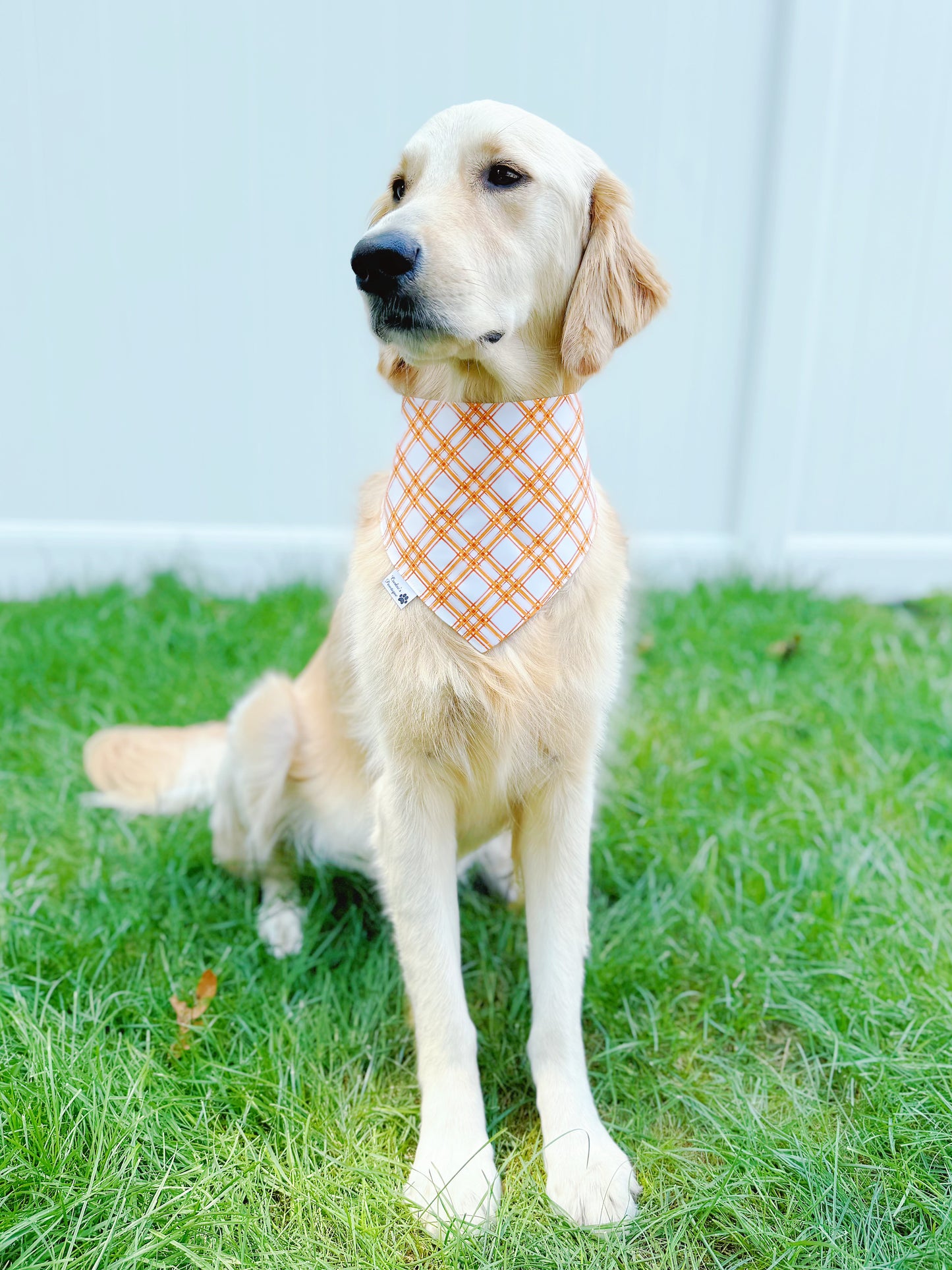 Harvest Wheat And Plaid Bandana