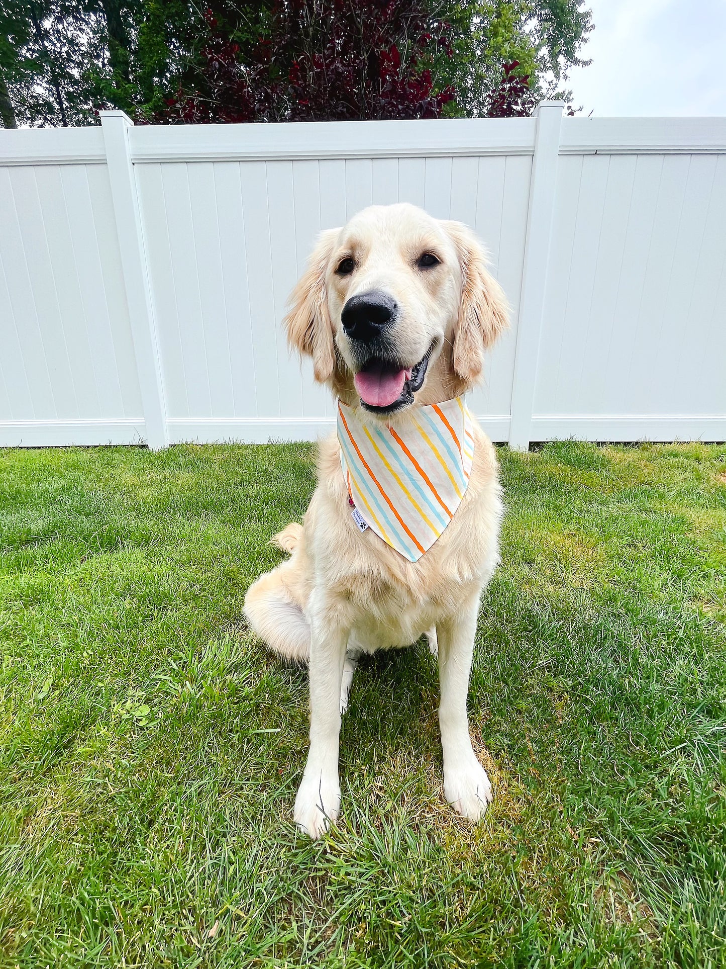 Swimming Goldfish Bandana