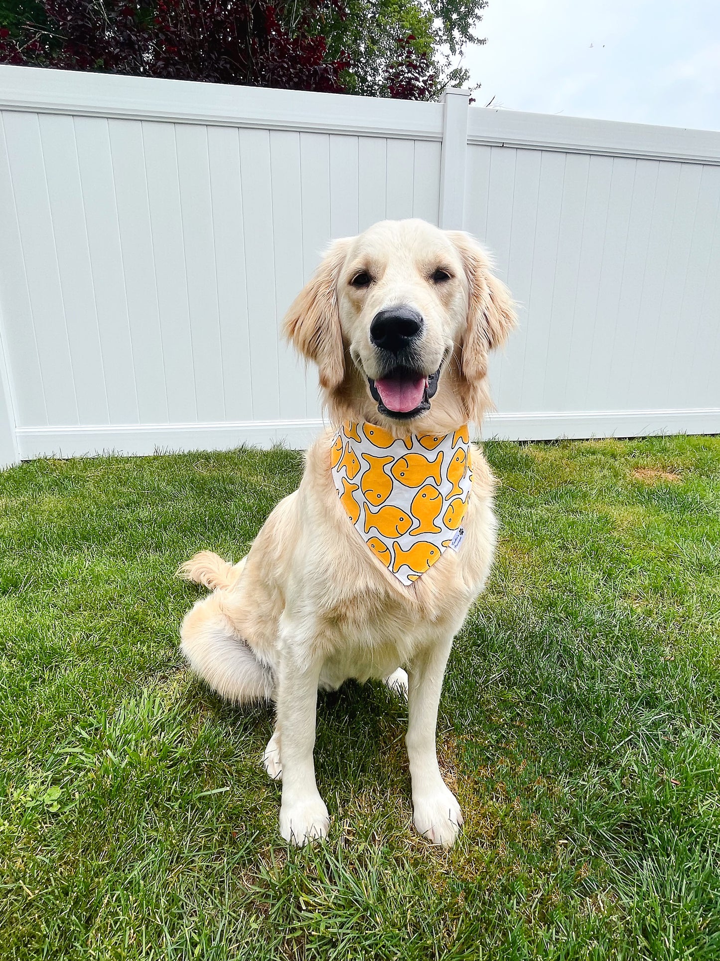 Swimming Goldfish Bandana