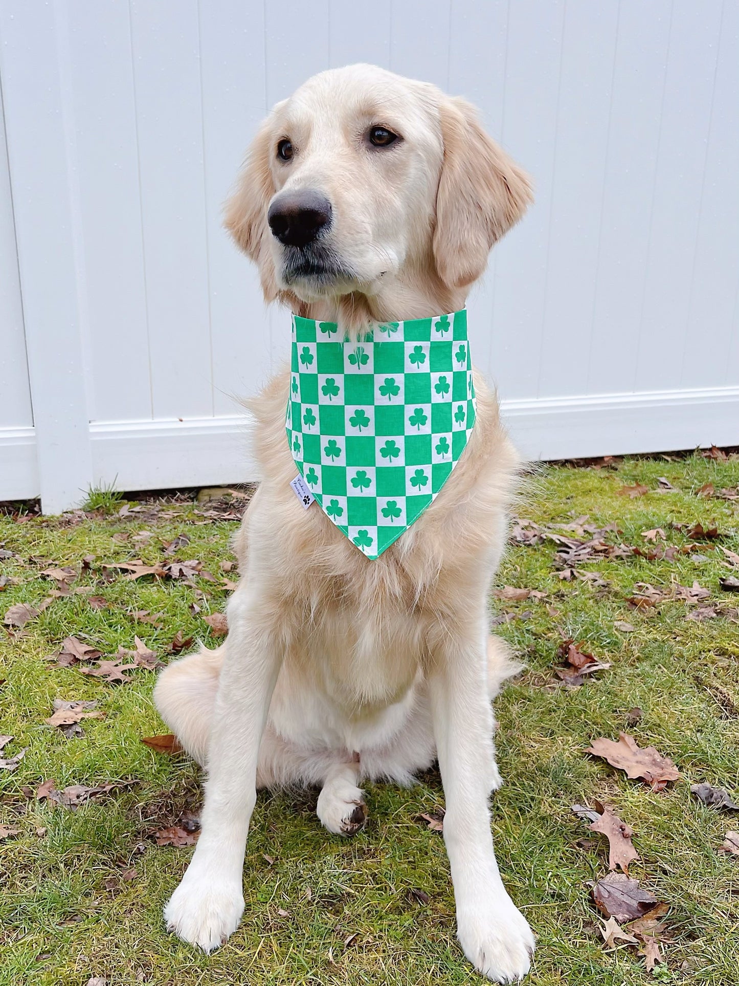 Puppy Treat Bones And Shamrock Checks Bandana