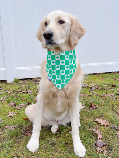 Puppy Treat Bones And Shamrock Checks Bandana