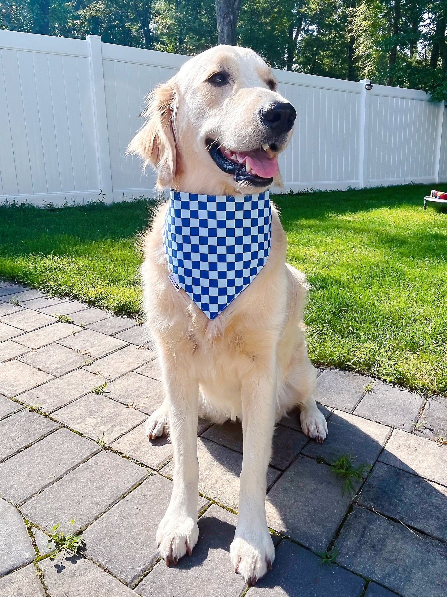 Couch Potato Bandana - Blue