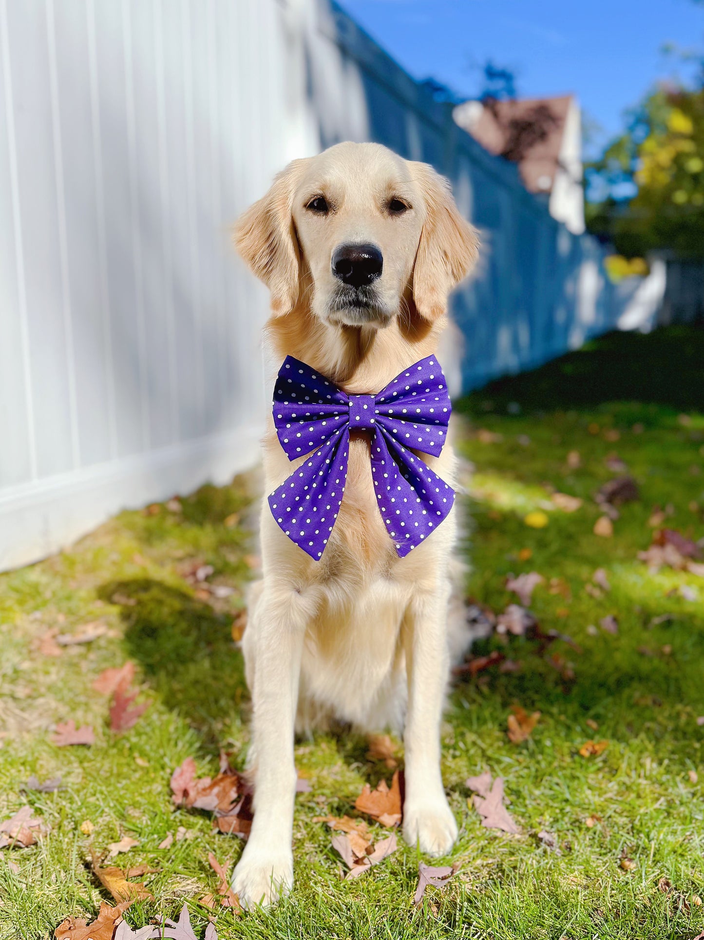 Purple Polka Dots Bow