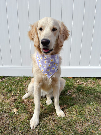 Purple And Yellow Daisy Bandana