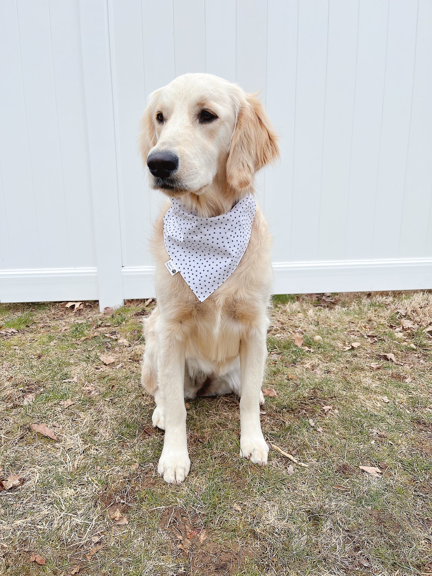 Cute Dog And Little Star Bandana