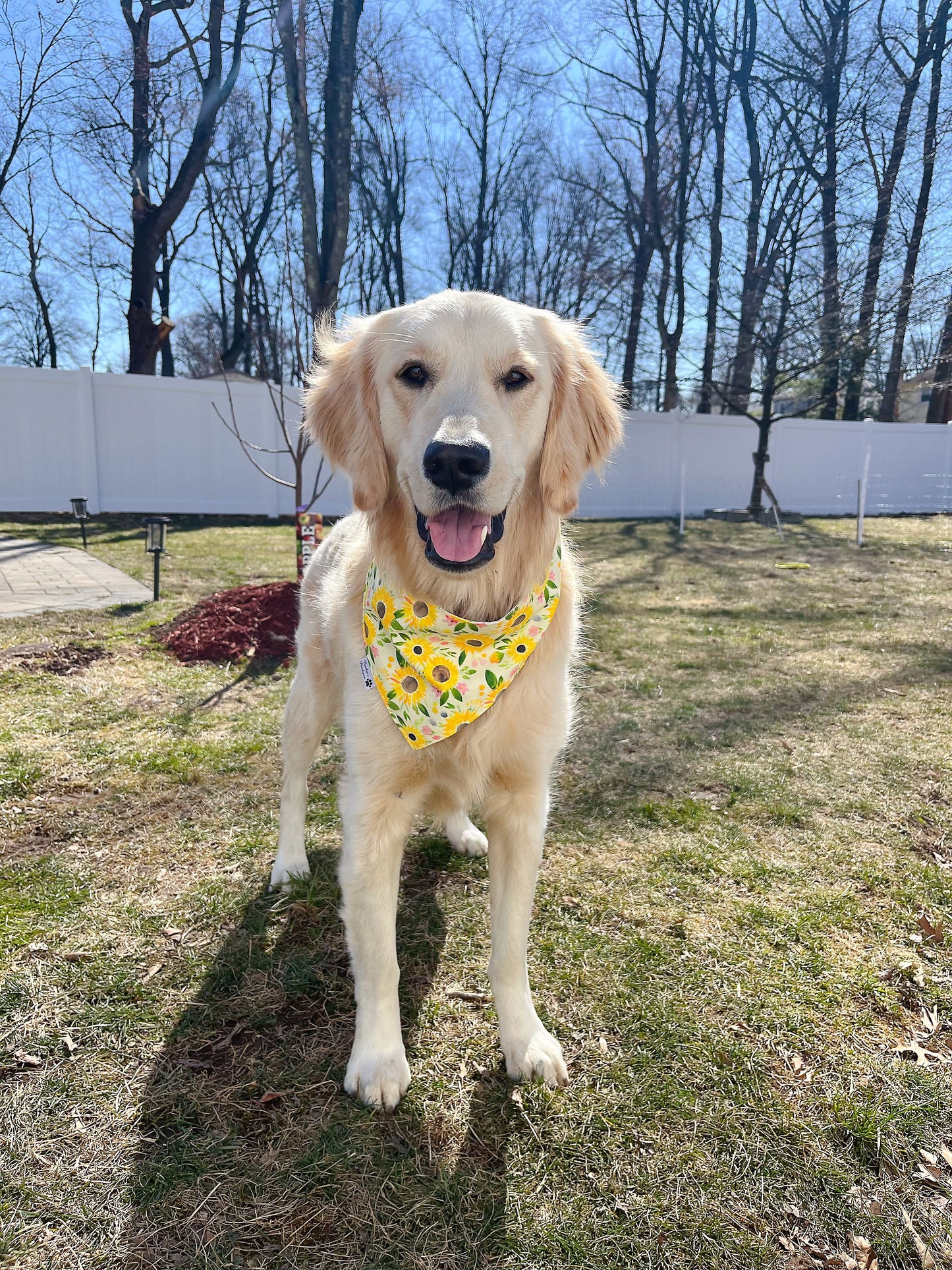 Sunflower Field and Spring Leaf Bandana