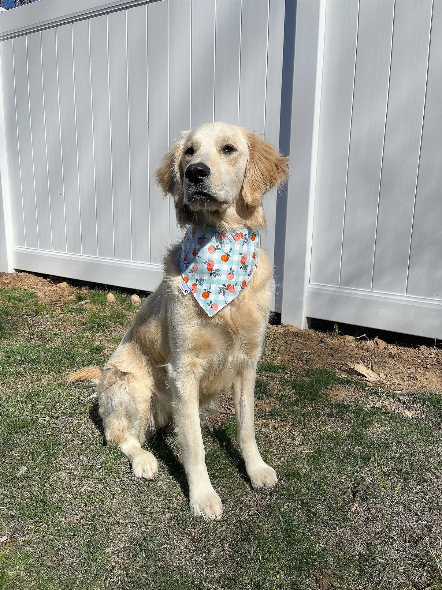 Lime In Green Dot and Gingham Peach Bandana