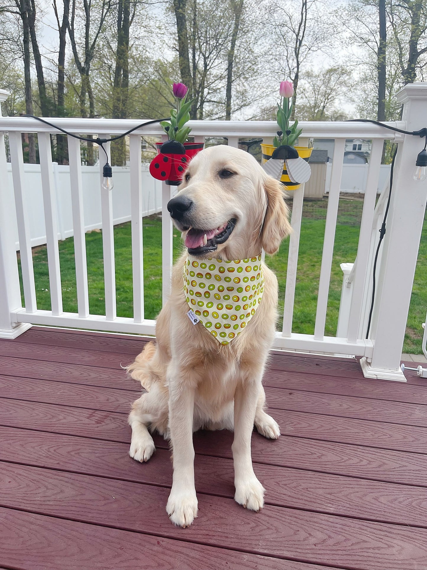 Kiwi All Over Bandana